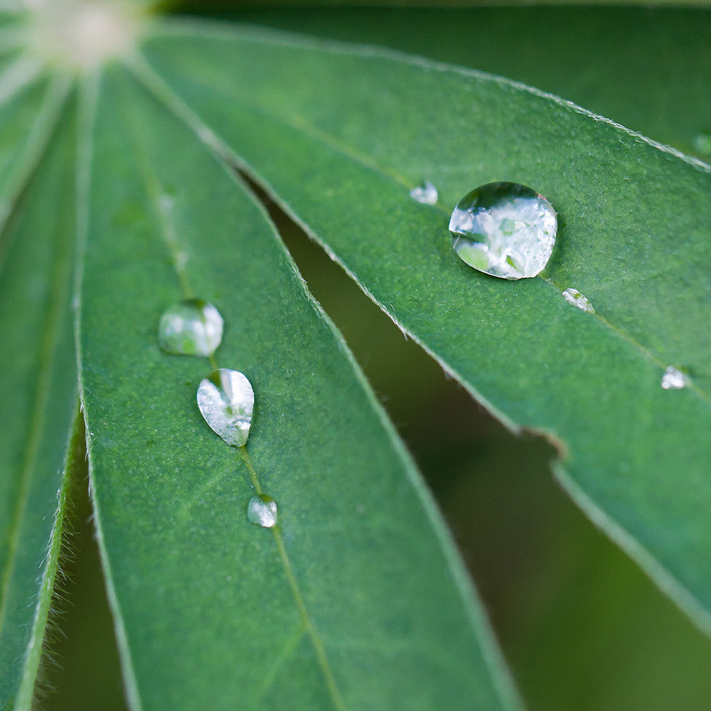 Dewdrop