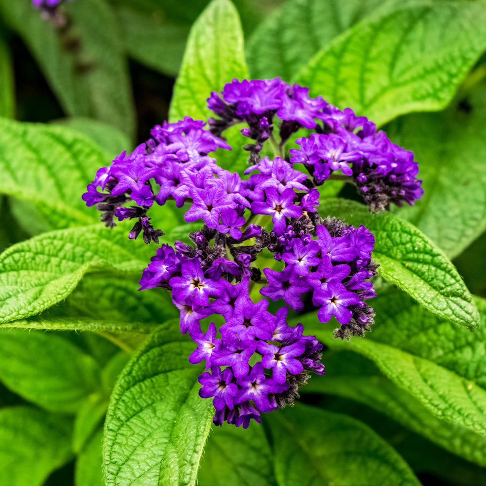 Heliotrope
