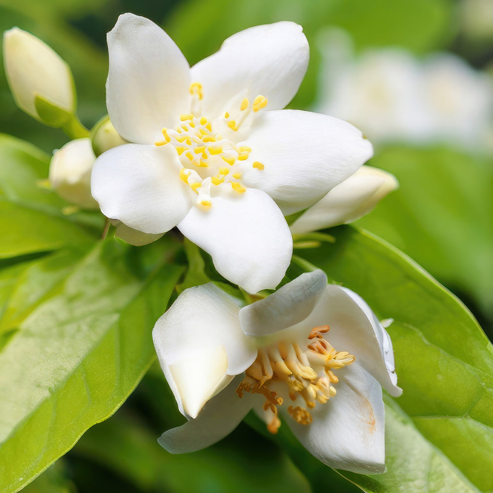 Neroli
