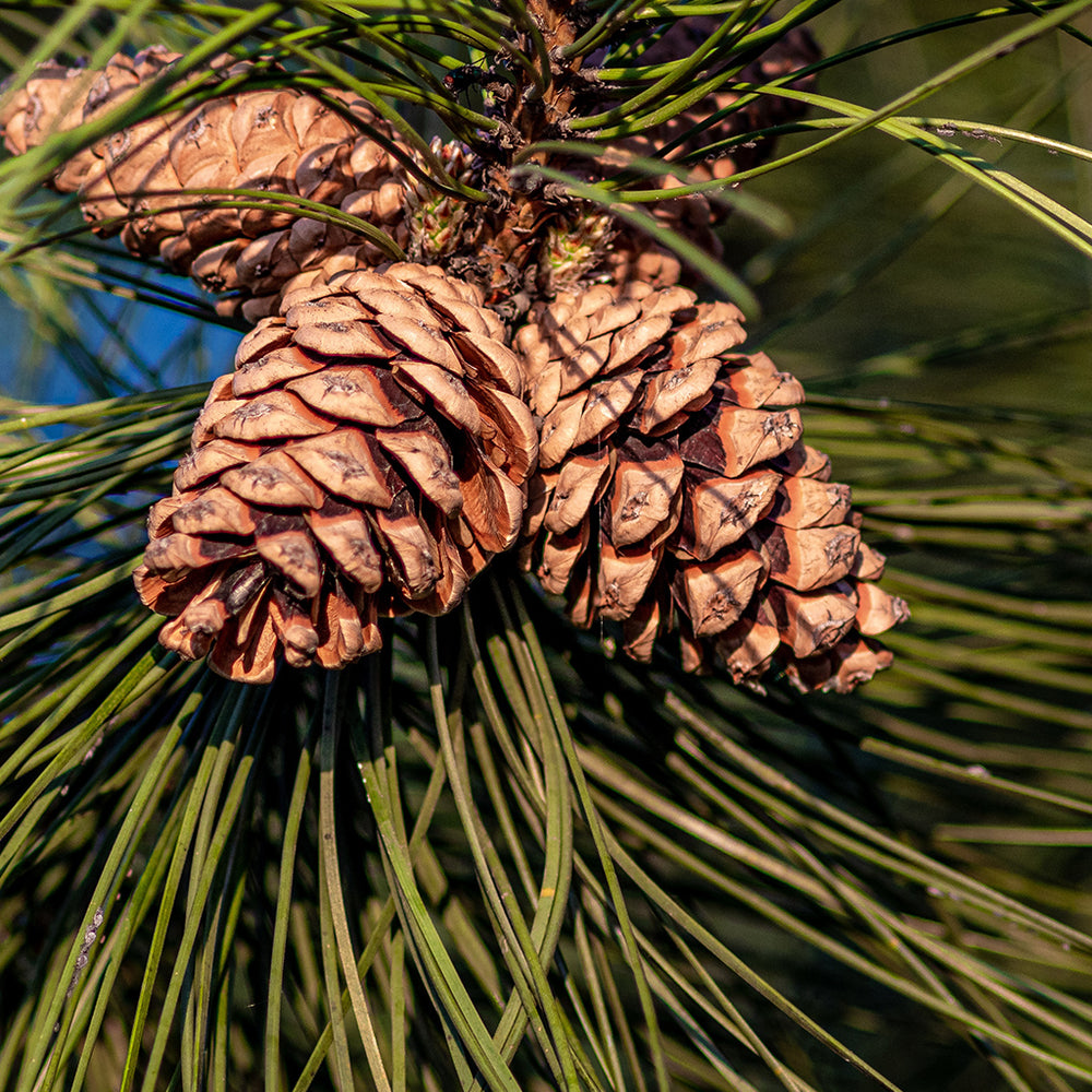 Pine