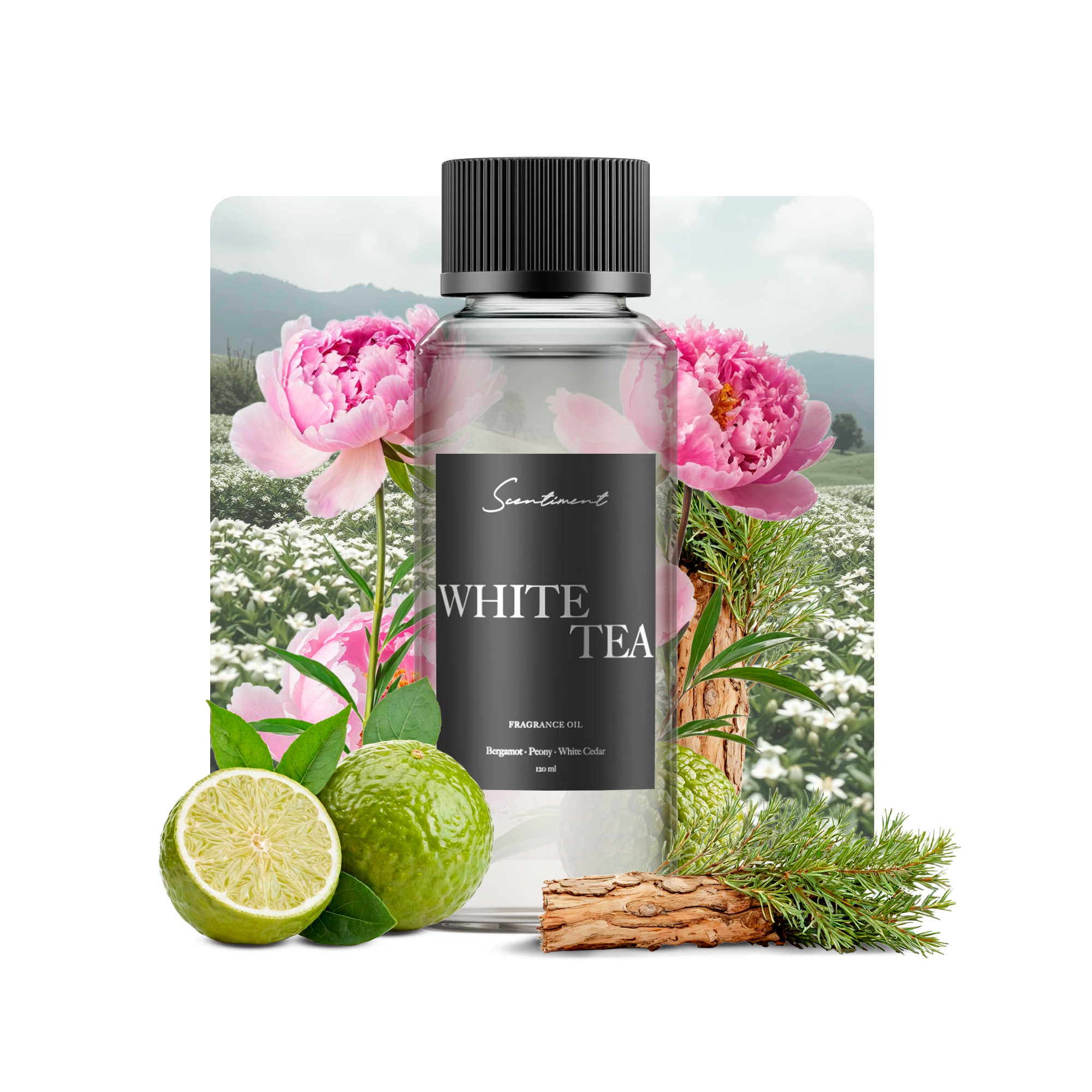 White Tea Fragrance Oil