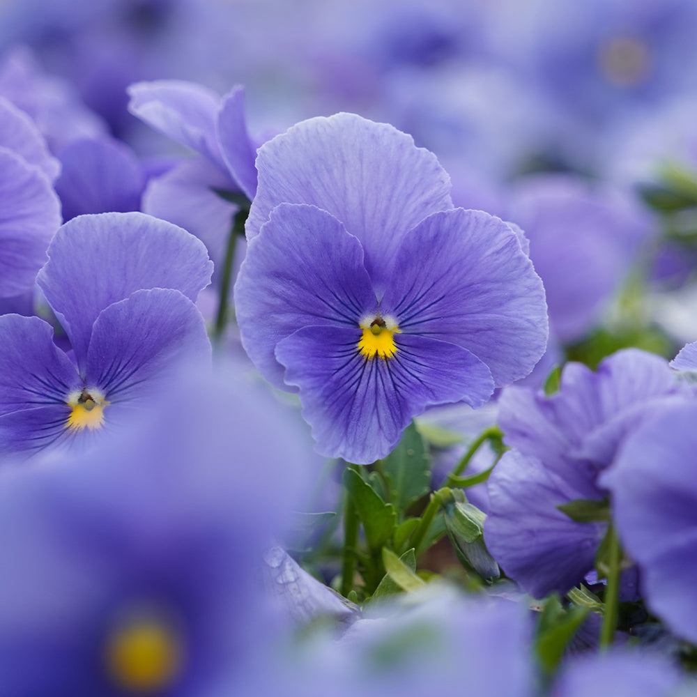 Violet