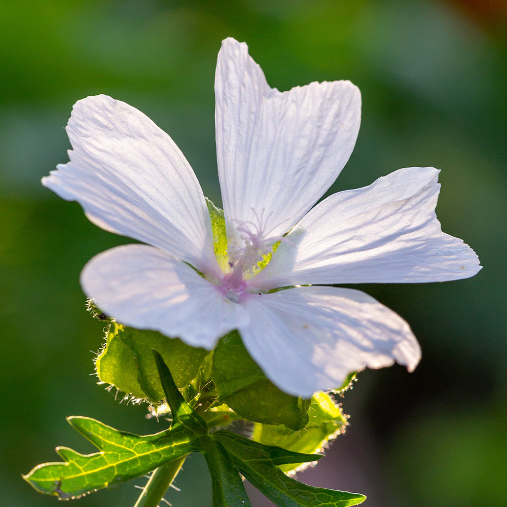 White Musk