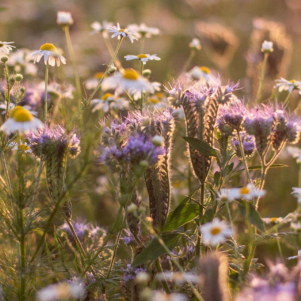 Wildflower