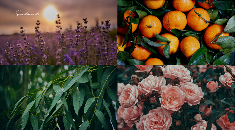 Best Scent Diffuser Blends - Lavender, Citrus, Eucalyptus and Rose notes for a relaxing and cozy home