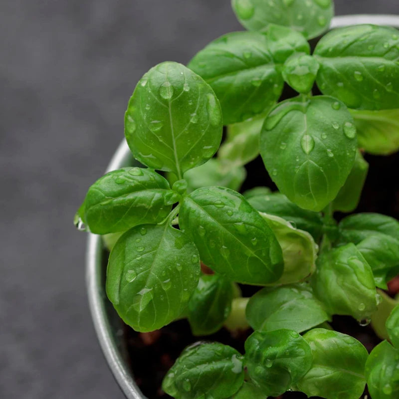 Basil
