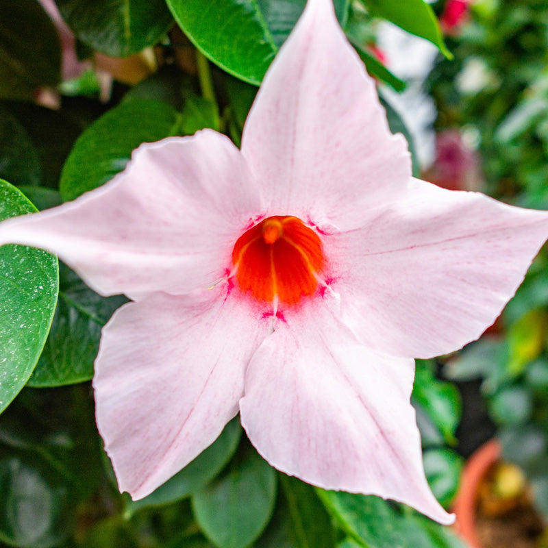 Brazilian Jasmine