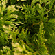 Cedar