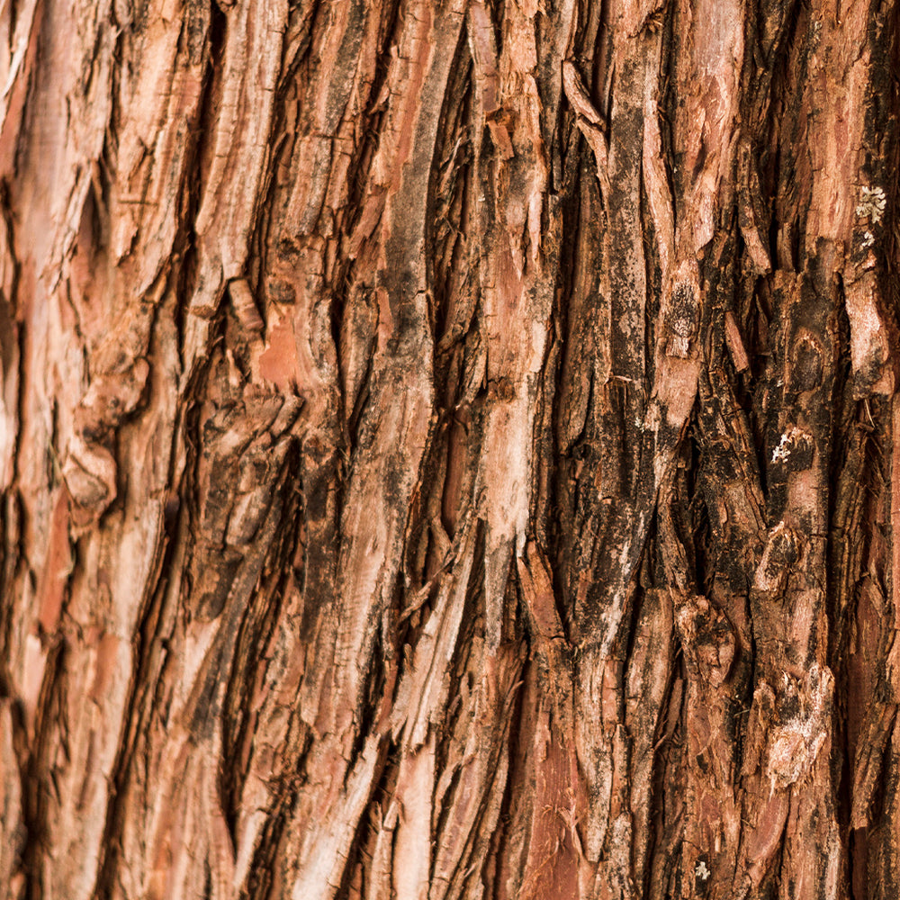 Cedar