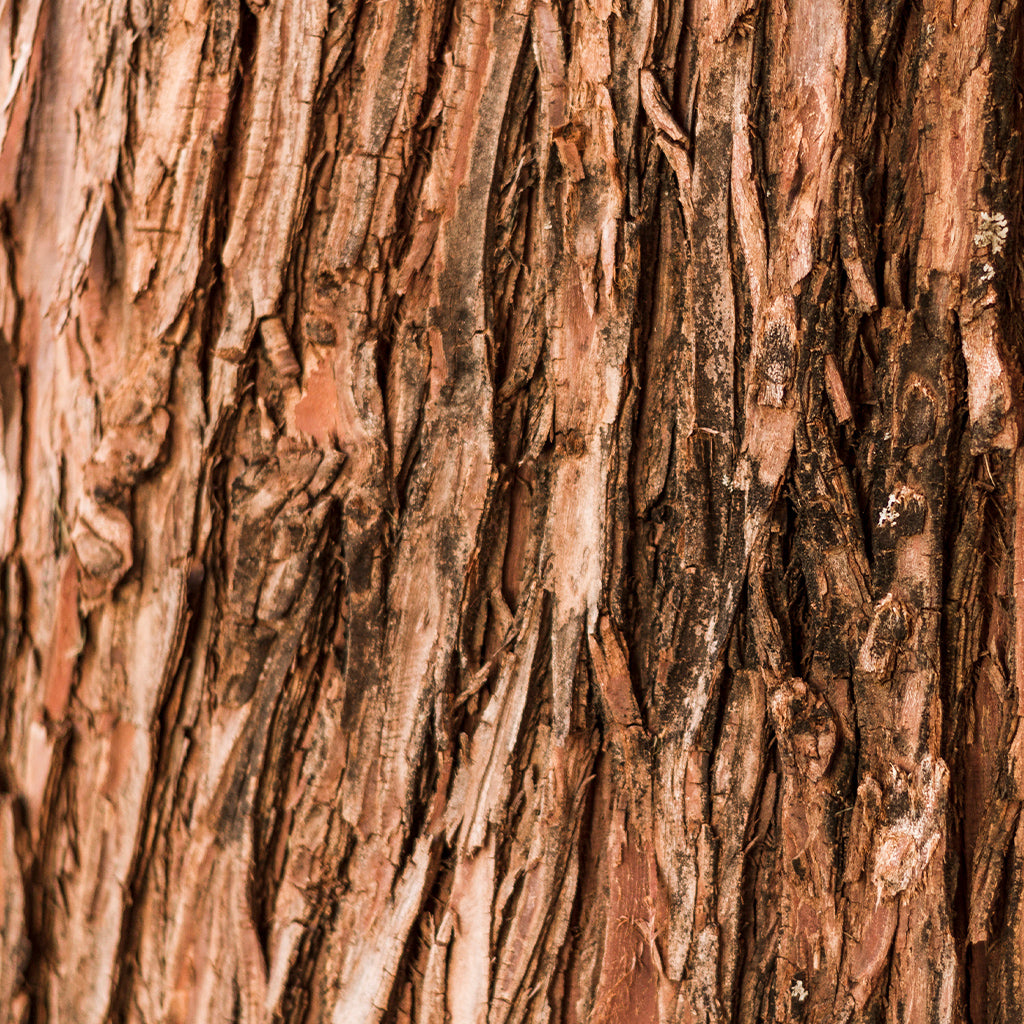Cedarwood