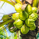 Coconut Blossom