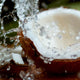 Coconut Water