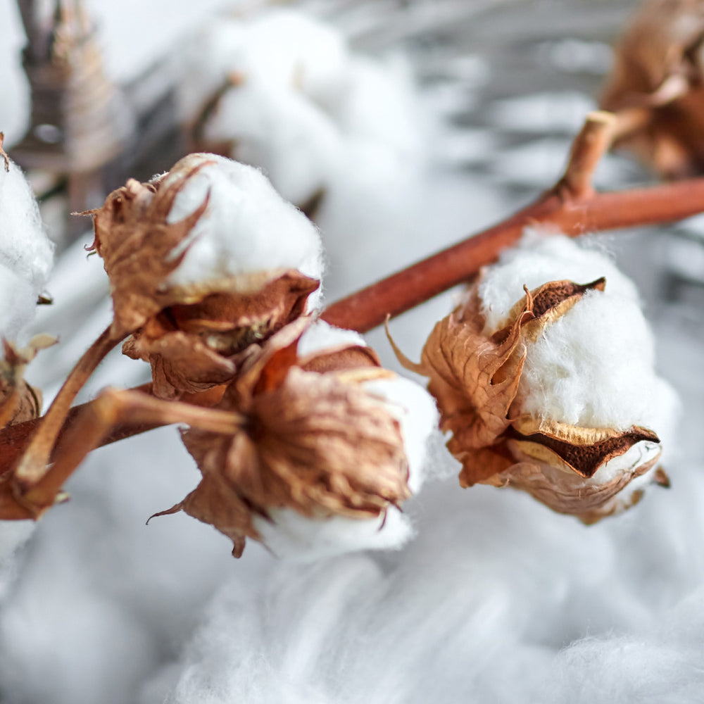 Cotton