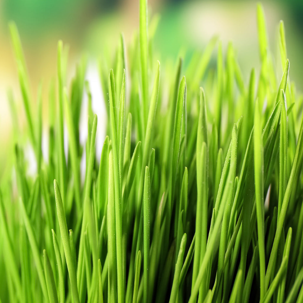 Cut Grass