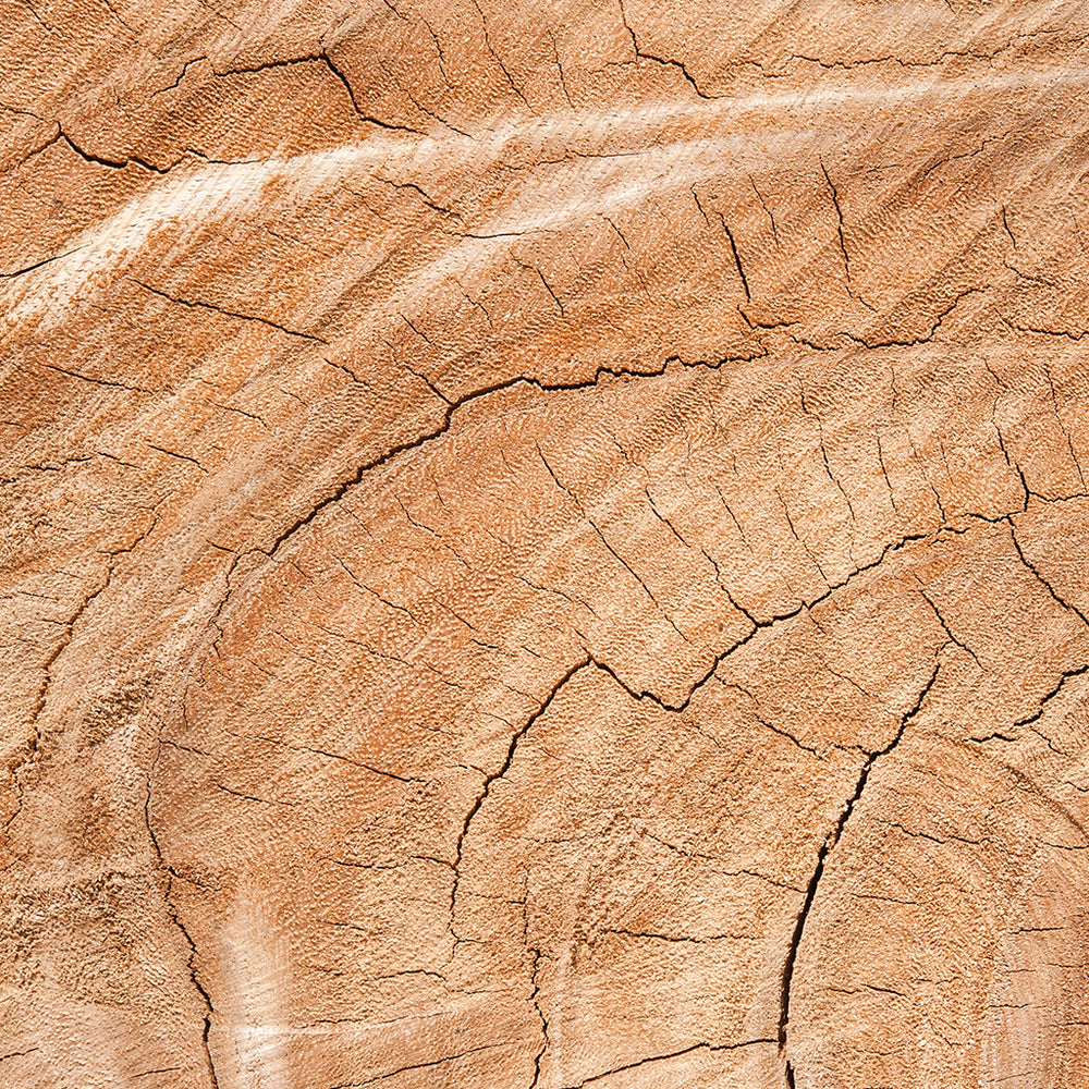 Dry Woods