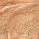 Dry Woods
