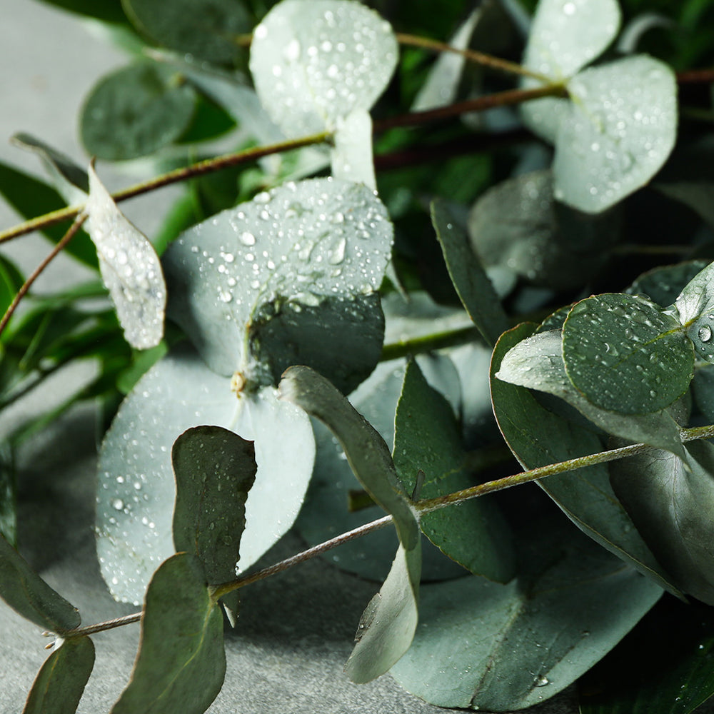 Eucalyptus