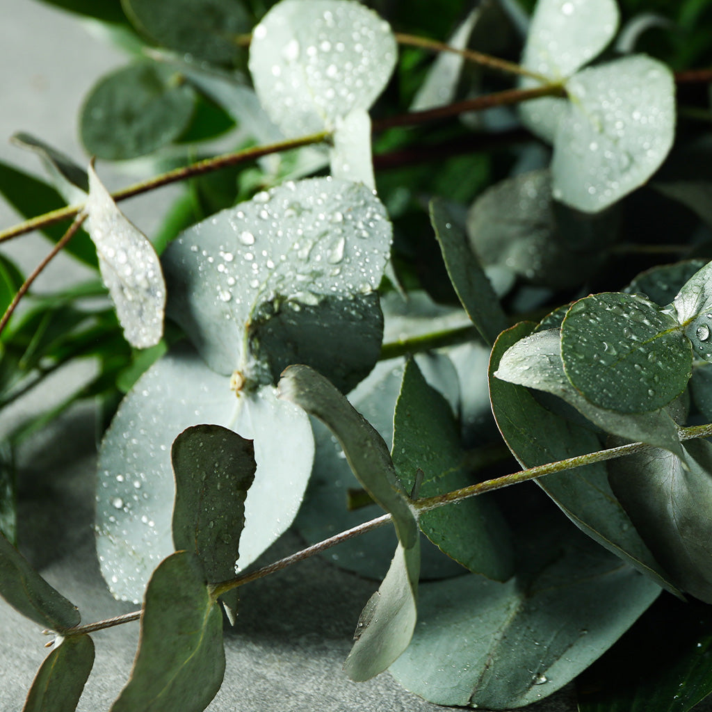 Eucalyptus
