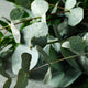 Eucalyptus