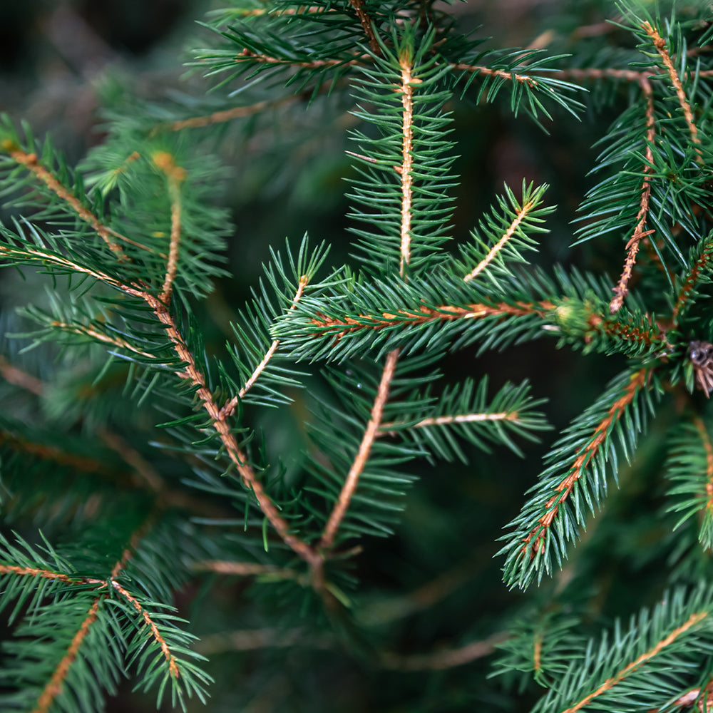 Fir