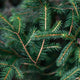 Fir