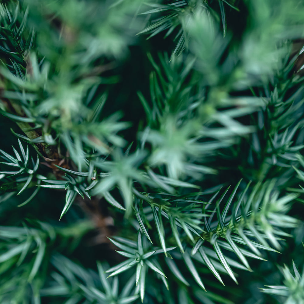 Fir Resin