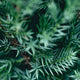 Fir Resin