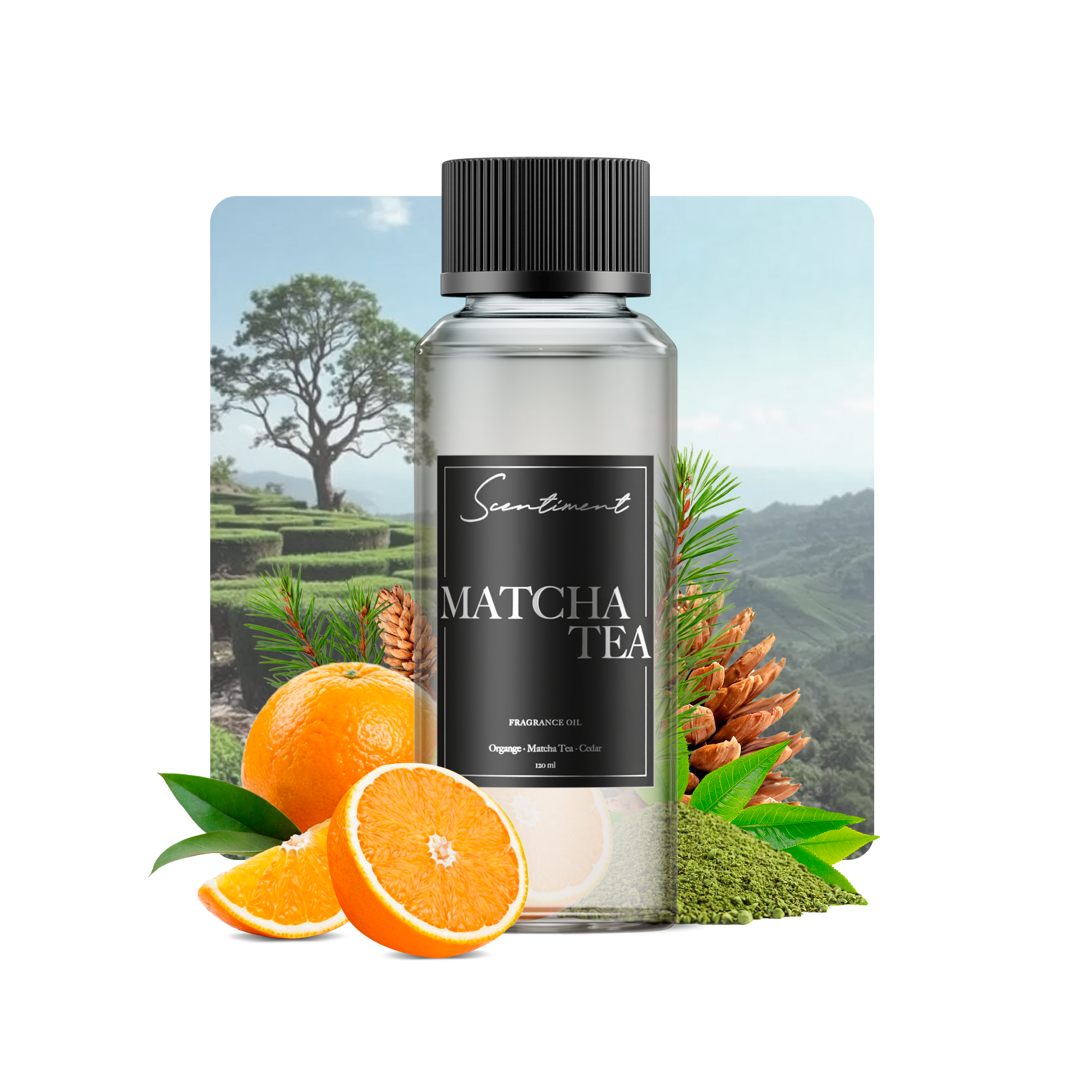 Matcha Tea Fragrance Oil
