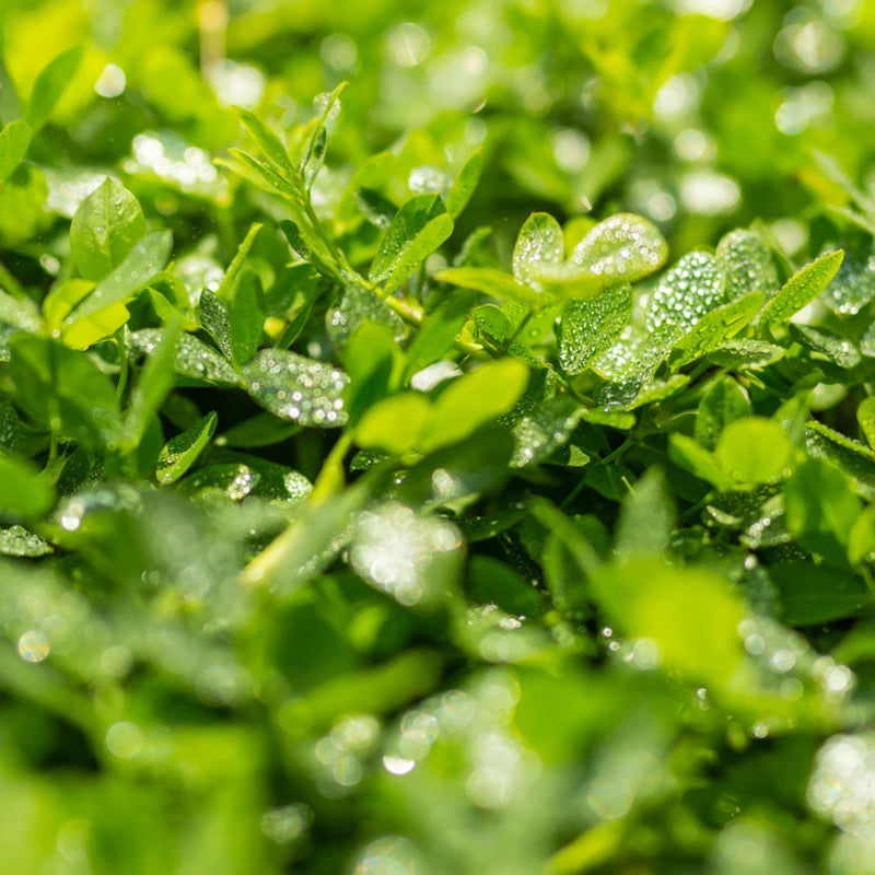 Garden Greens
