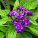 Heliotrope