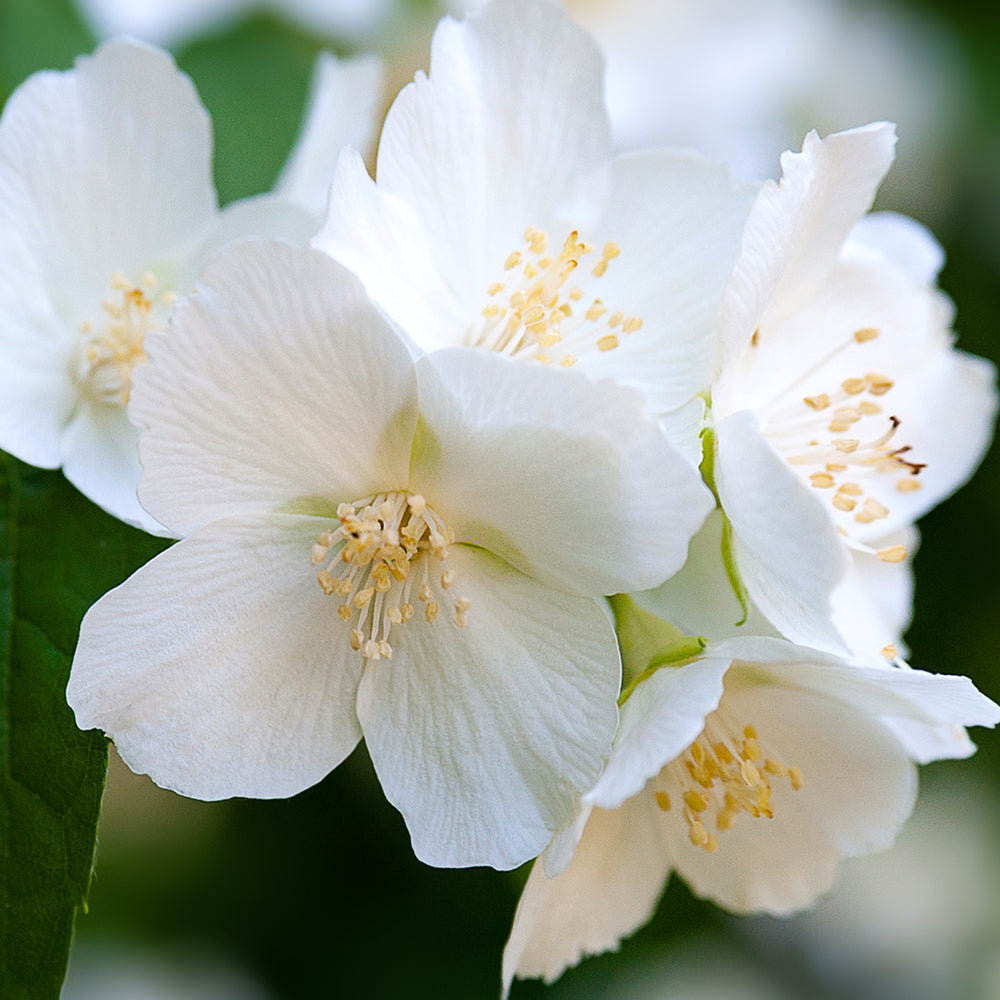 Jasmine