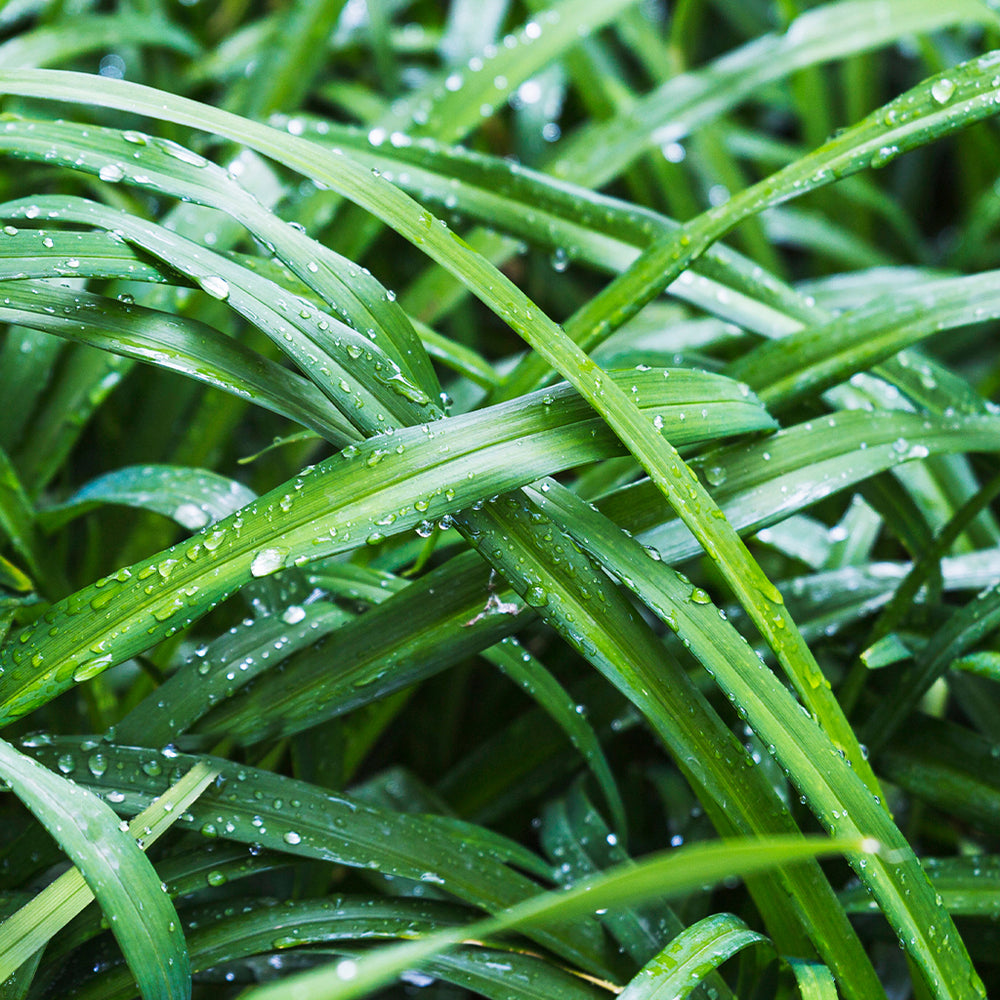 Lemongrass