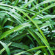Lemongrass