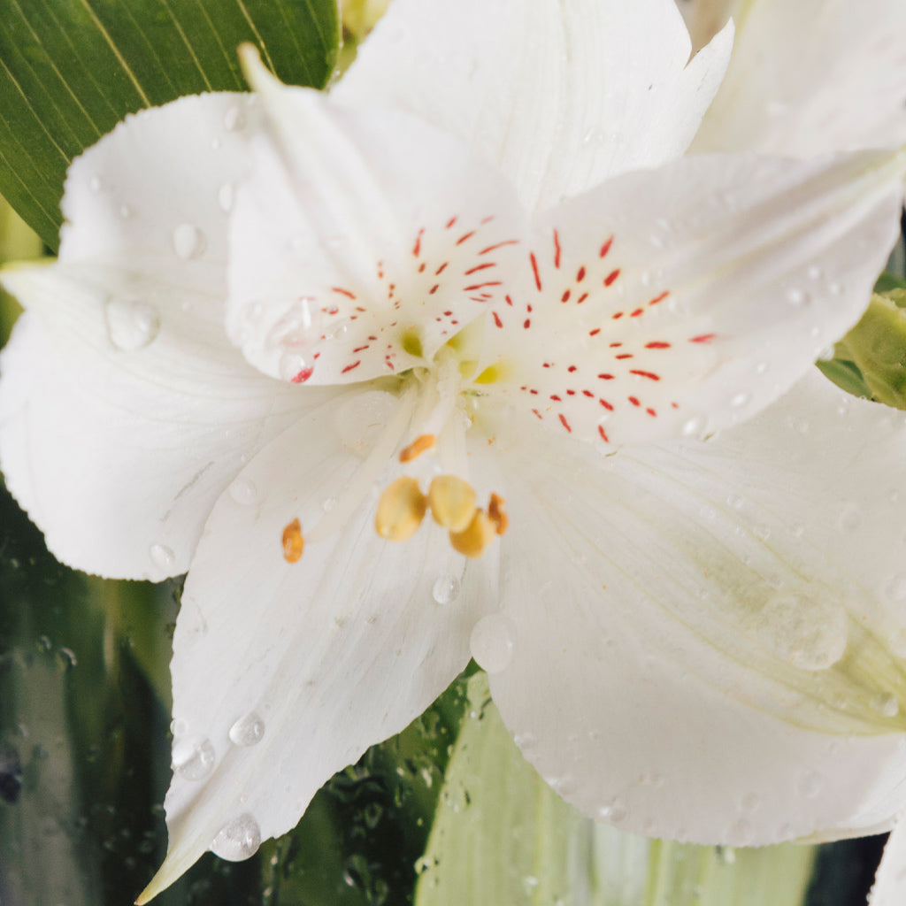 Lily