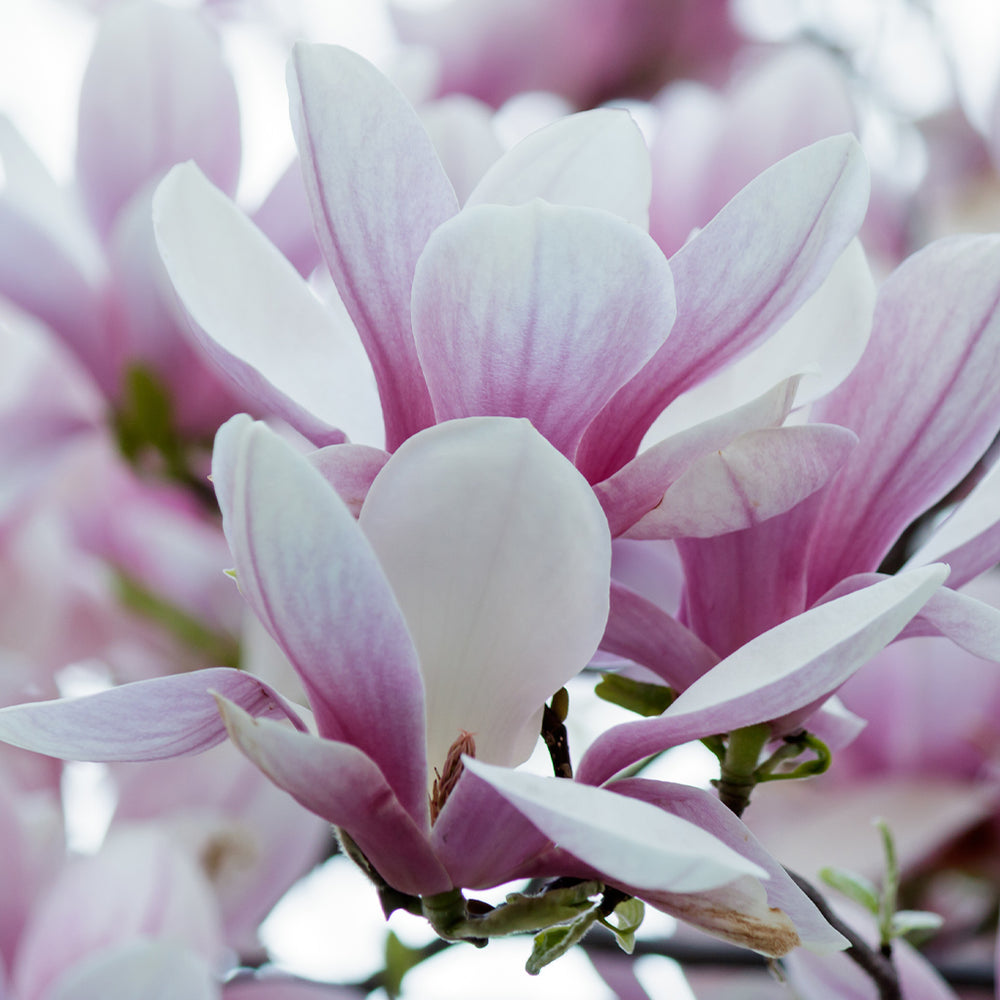 Magnolia
