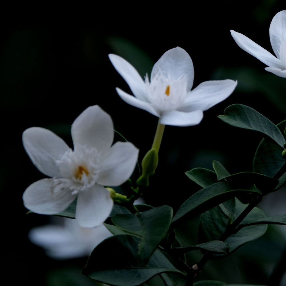 Midnight Jasmine