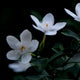 Midnight Jasmine
