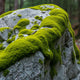 Moss