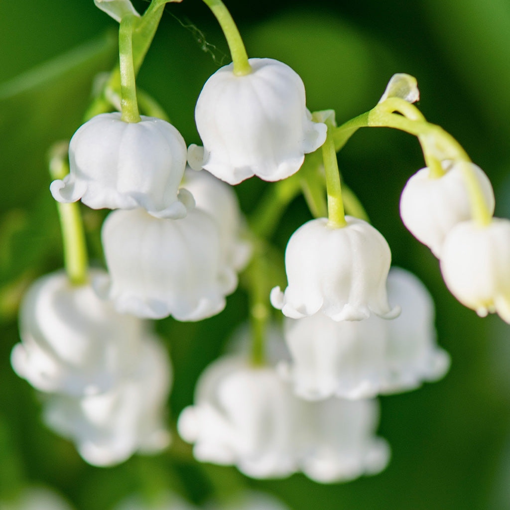 Muguet