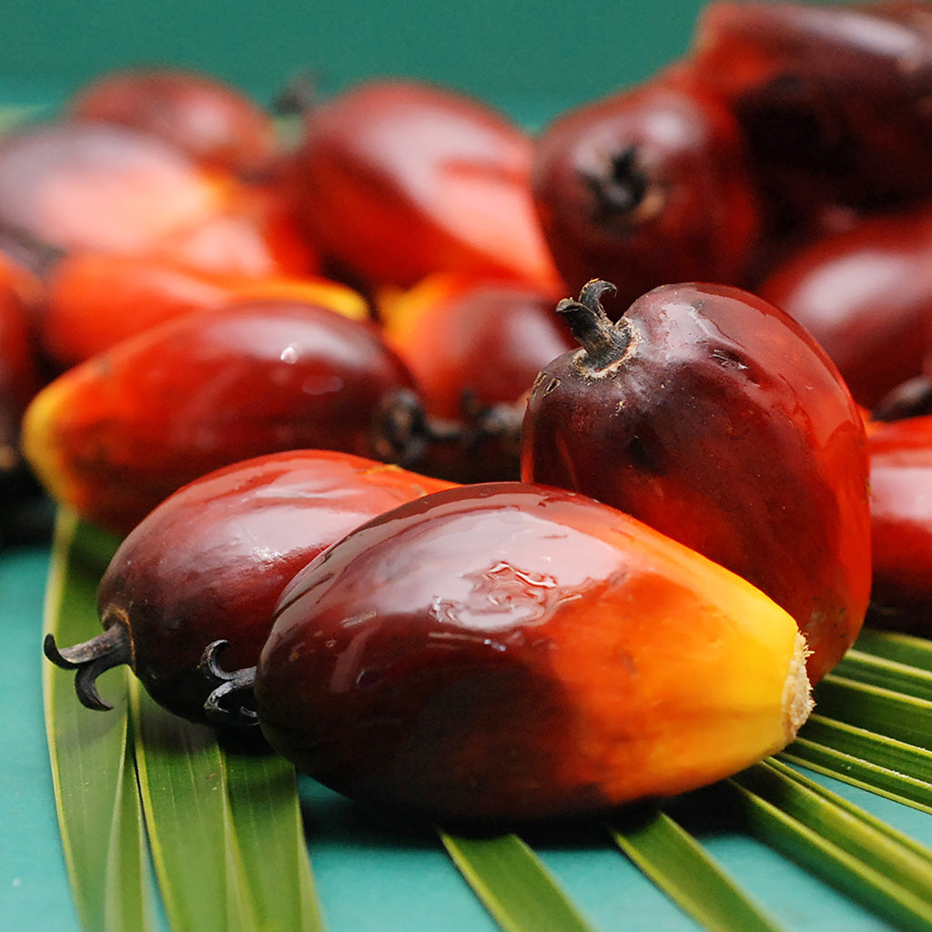 Palm Nut