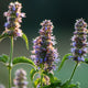Patchouli