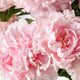 Peony