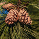 Pine