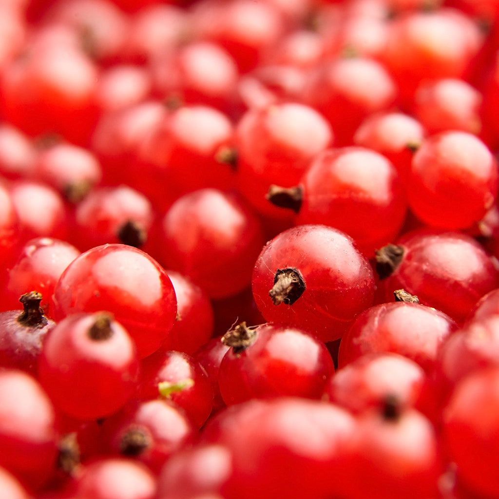 Red Currant