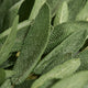 Sage