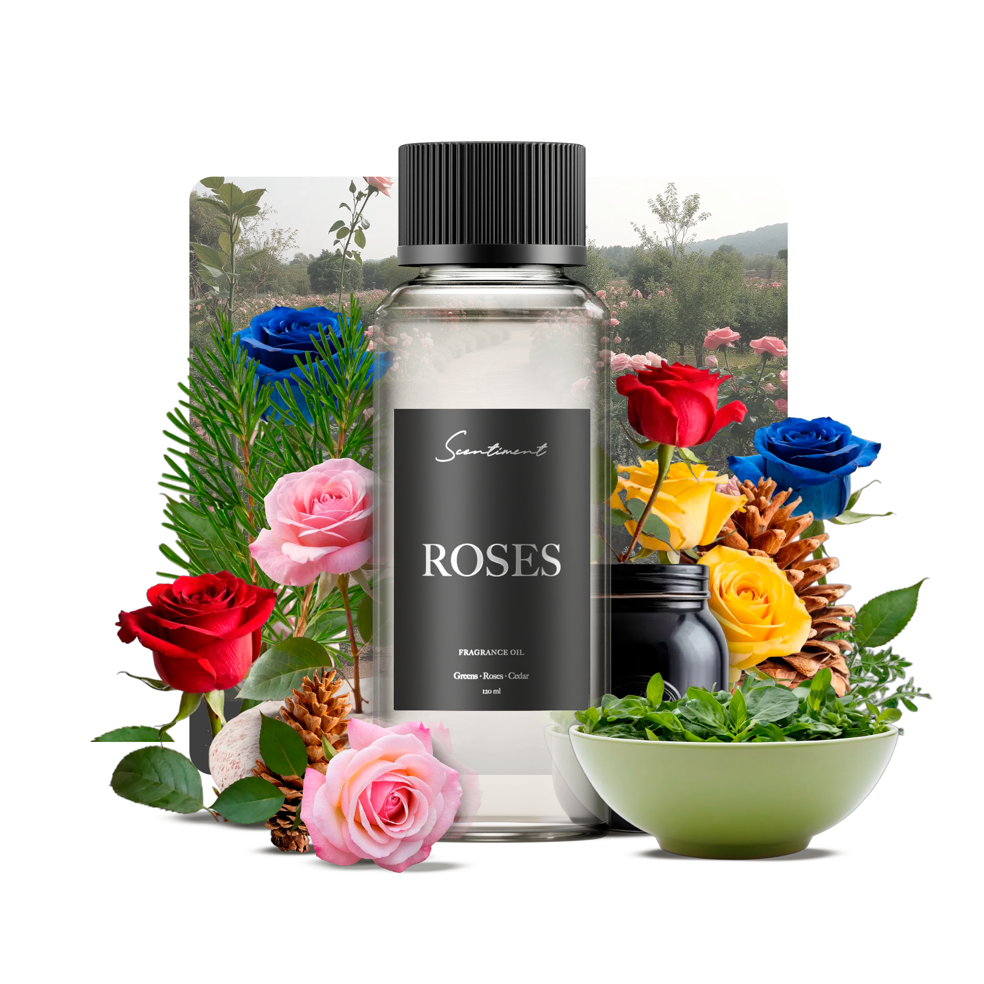Roses Fragrance Oil with notes of Greens, Roses, Cedar