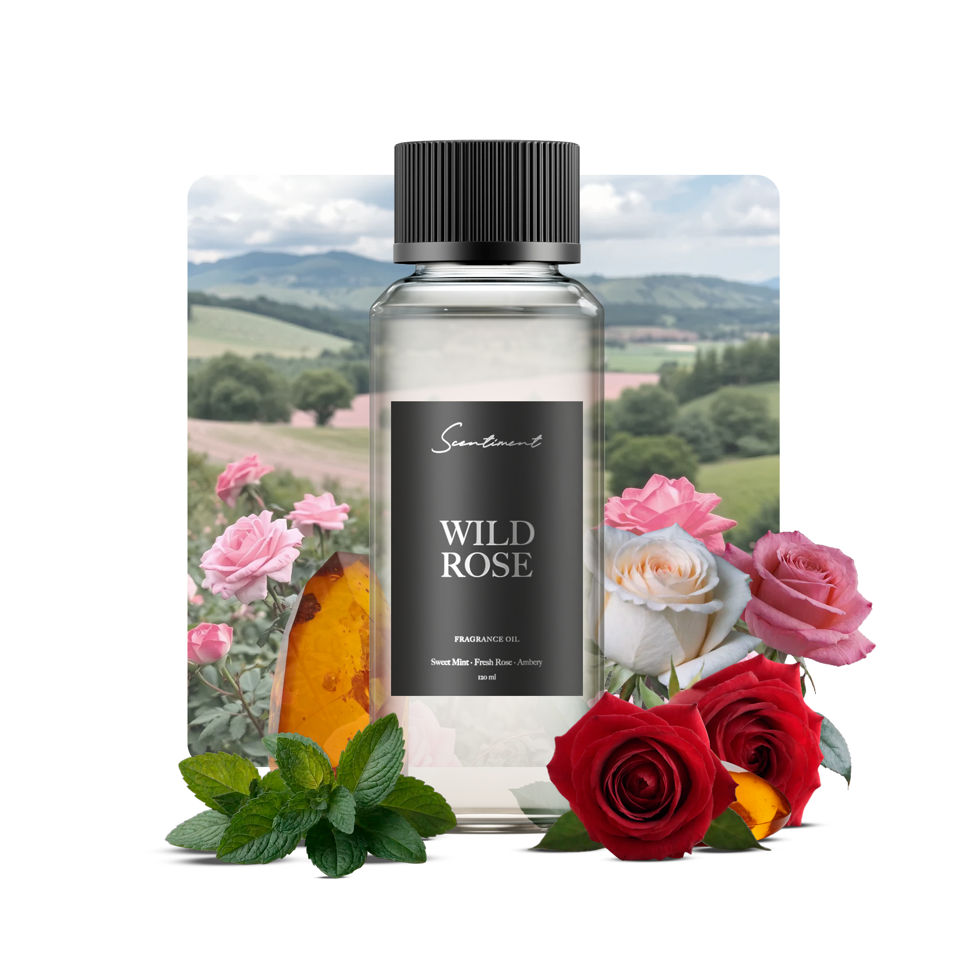 Wild Rose Fragrance Diffuser Oil With Ingredients