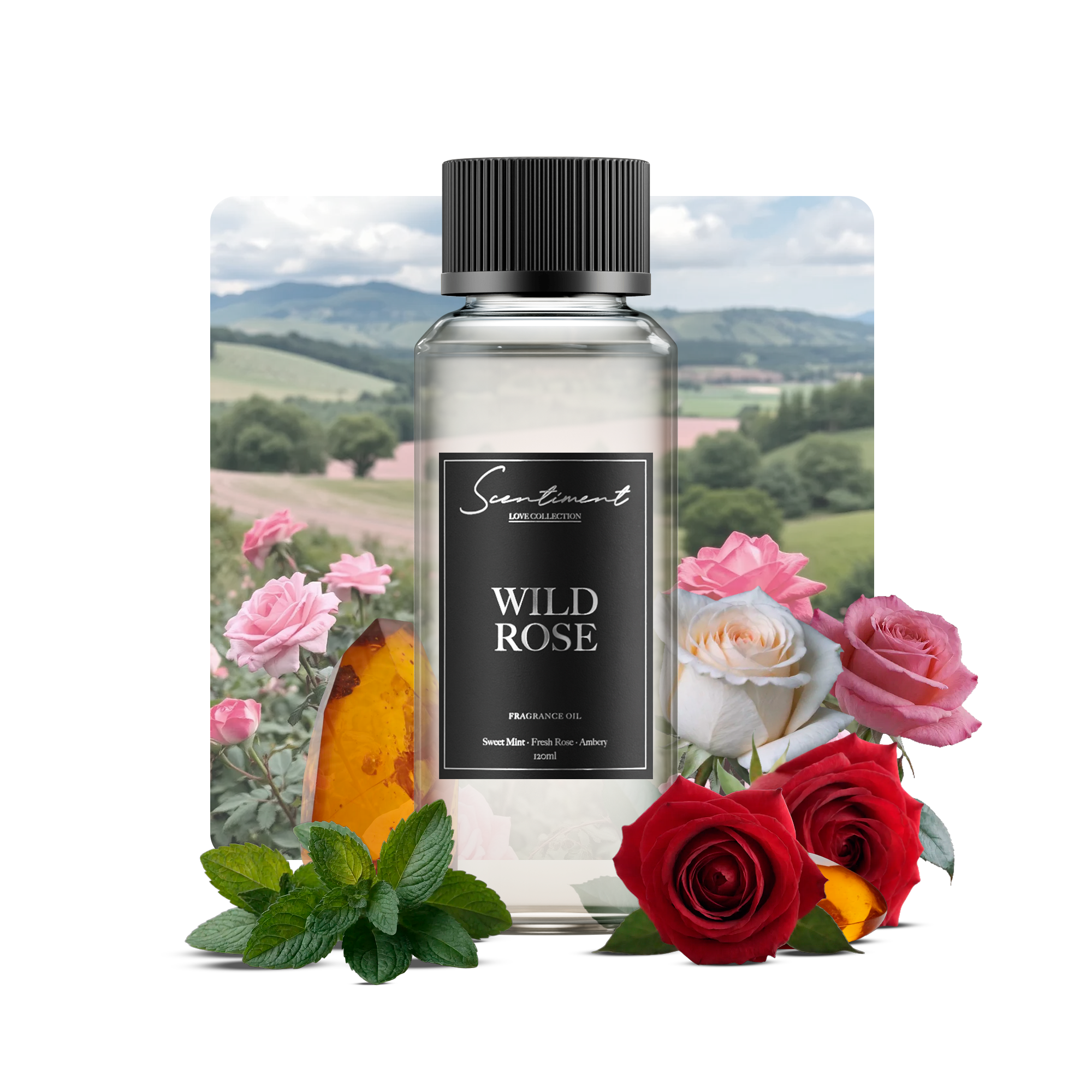 Wild Rose Fragrance Diffuser Oil With Ingredients
