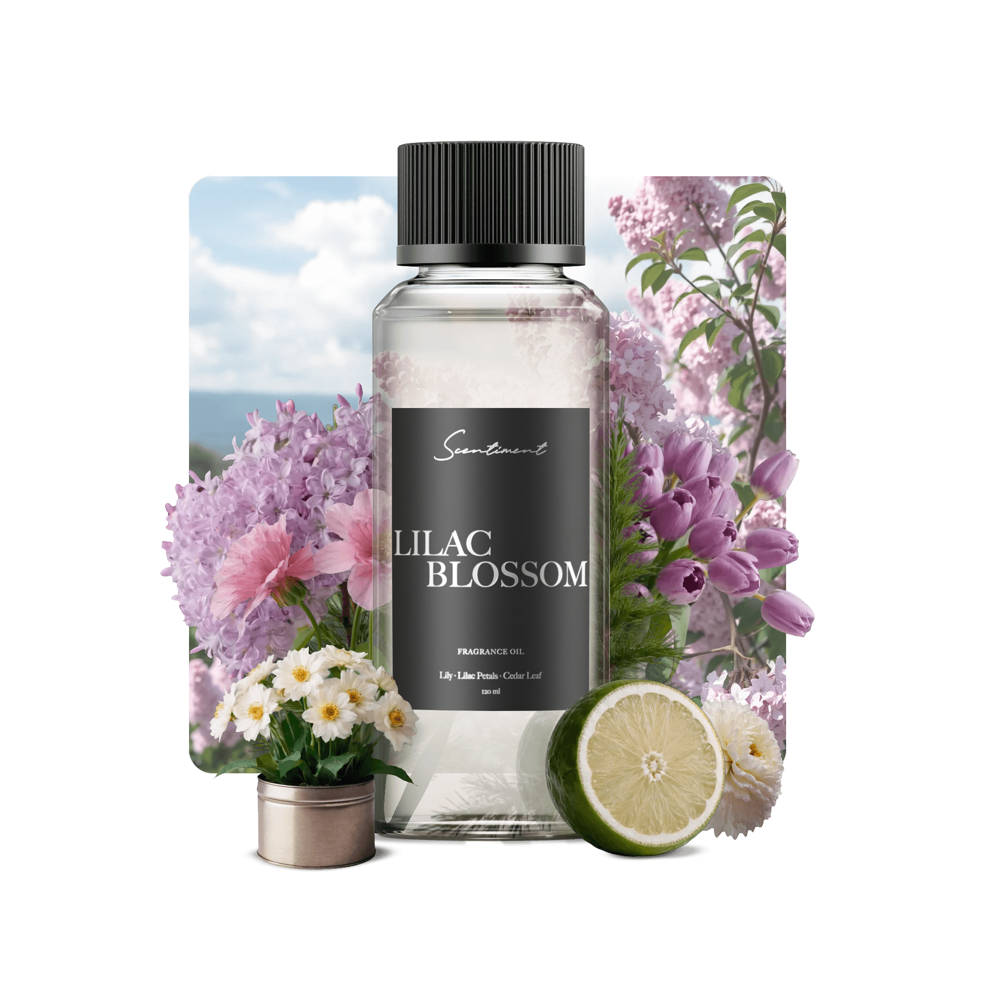 Lilac Blossom Fragrance Oil with the notes of Lily, Lilac Petals, Cedar Leaf,