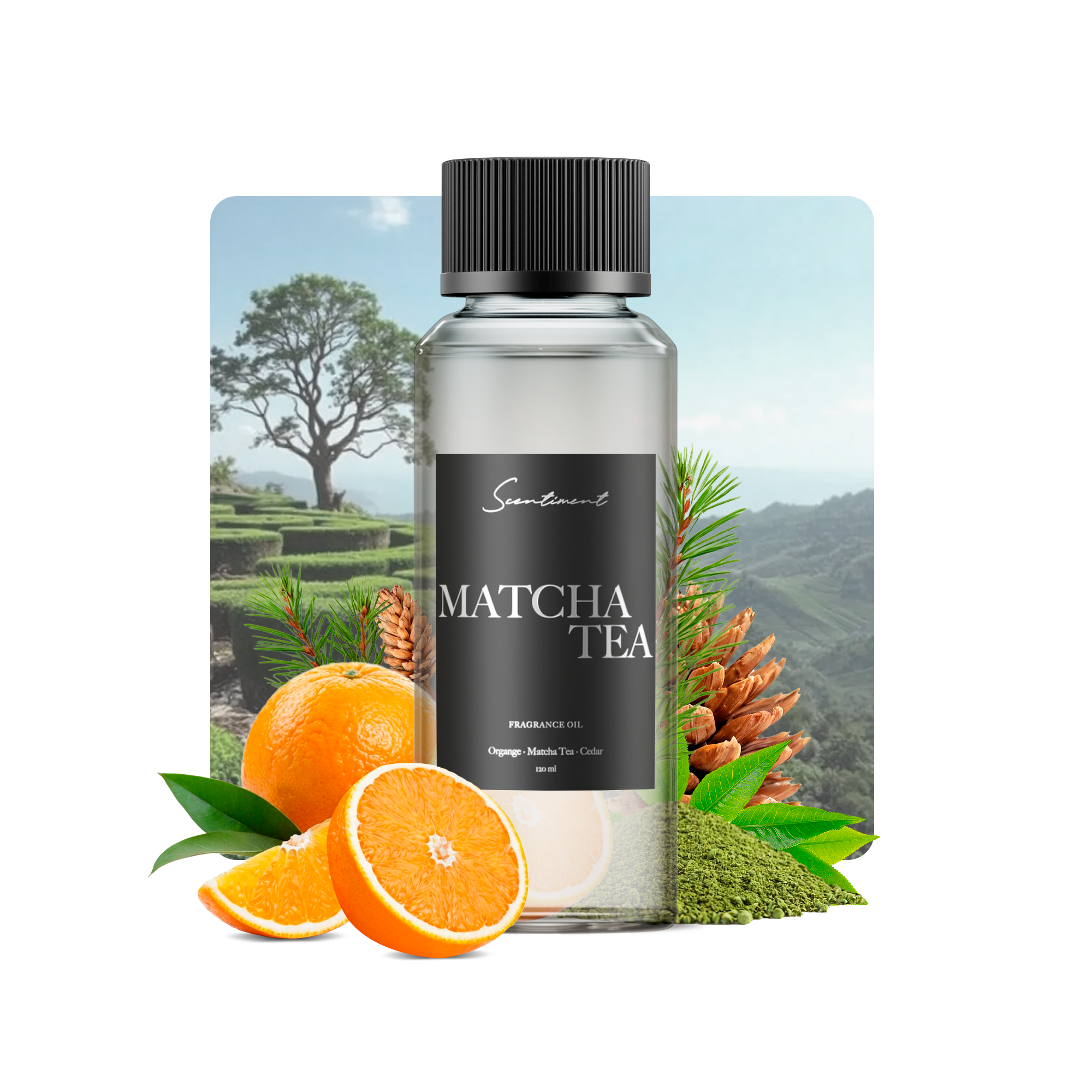 Matcha Tea Fragrance Oil
